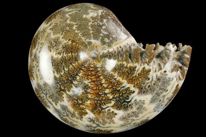 Polished, Agatized Ammonite (Phylloceras?) - Madagascar #149187